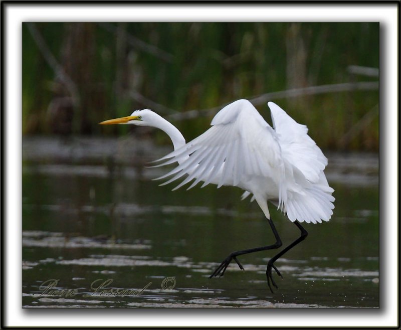 GRANDE AIGRETTE  /  GREAT EGRET    _MG_2096 a