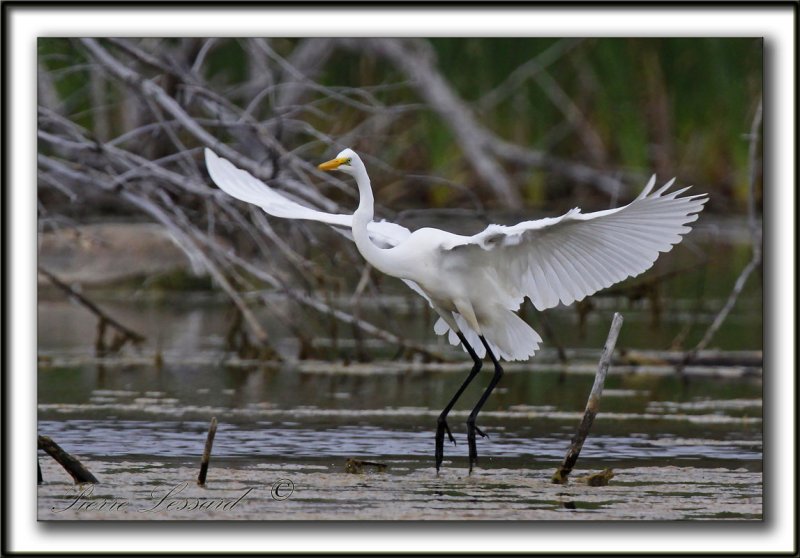 GRANDE AIGRETTE  /  GREAT EGRET    _MG_2108 a
