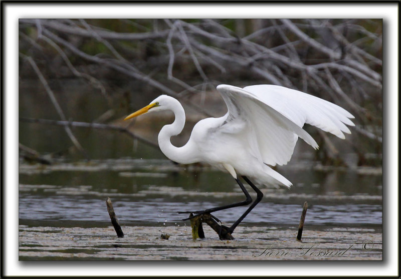 GRANDE AIGRETTE  /  GREAT EGRET    _MG_2116 a