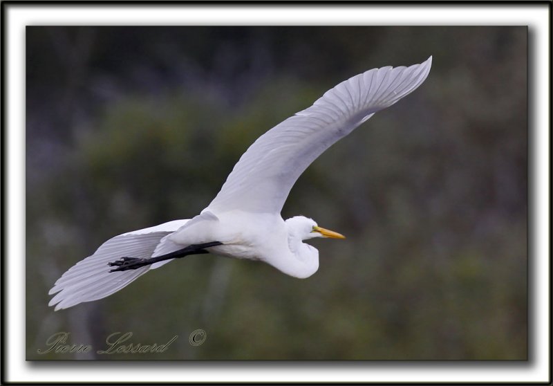 GRANDE AIGRETTE  /  GREAT EGRET    _MG_2383 a