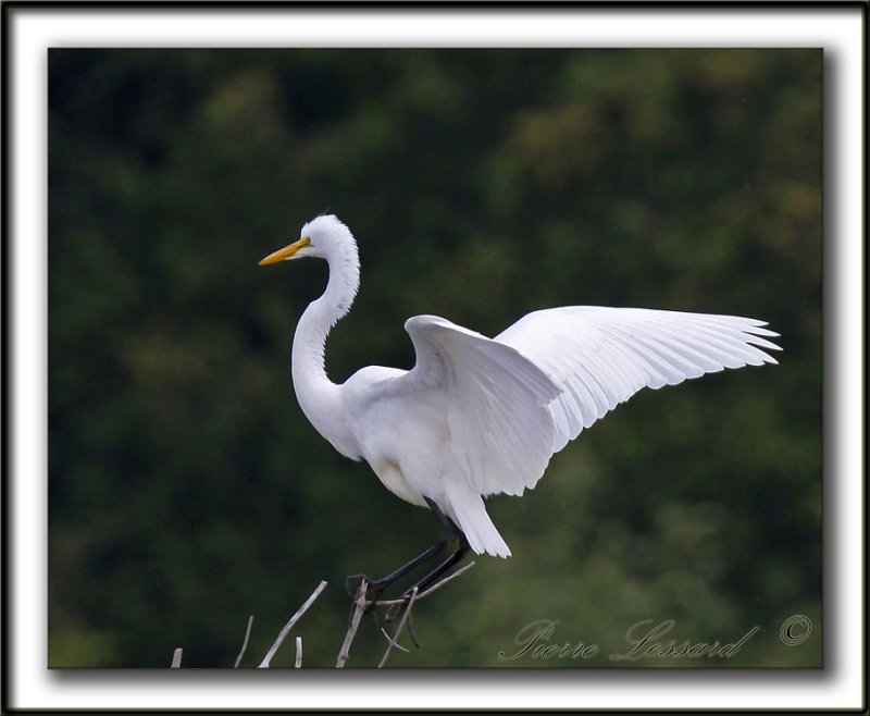 GRANDE AIGRETTE  /  GREAT EGRET    _MG_2509 a