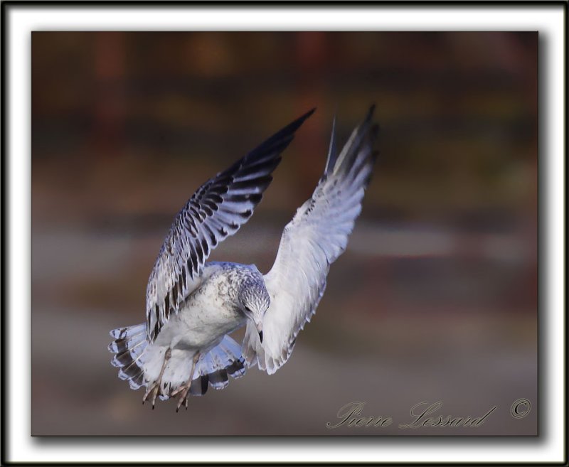 GOLAND  BEC CERCL, juvnile  /  RING-BILLED GULL, immature    _MG_3286 a