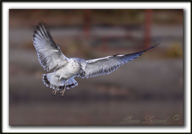 GOLAND  BEC CERCL, juvnile  /  RING-BILLED GULL, immature    _MG_3287 a