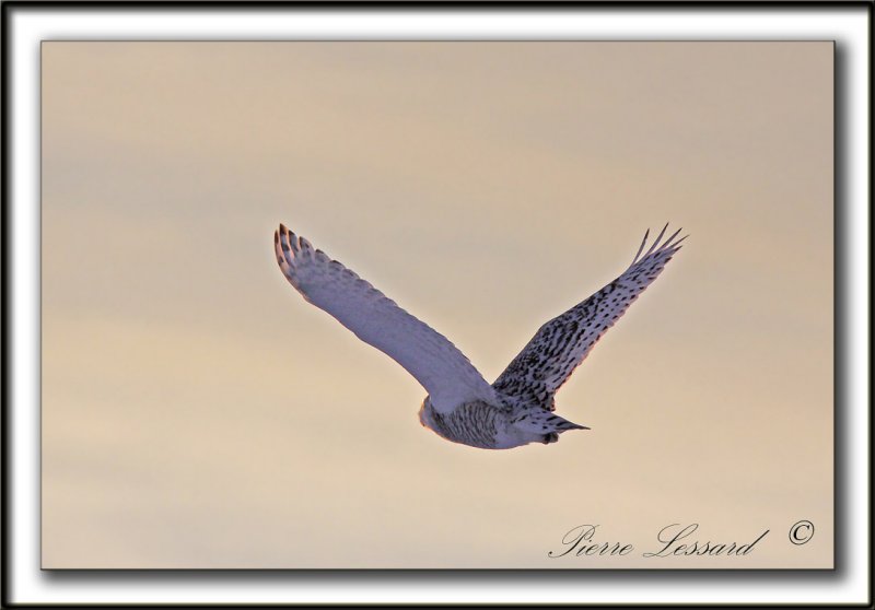 HARFANG DES NEIGES  -  SNOWY OWL    _MG_9503 a