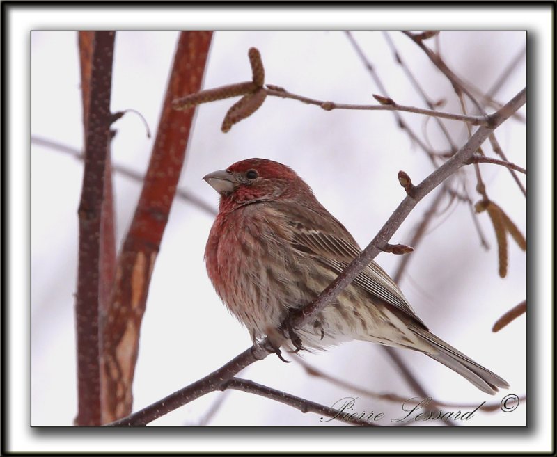 ROSELIN FAMILIER, mle  /  HOUSE FINCH, male    _MG_8363 a