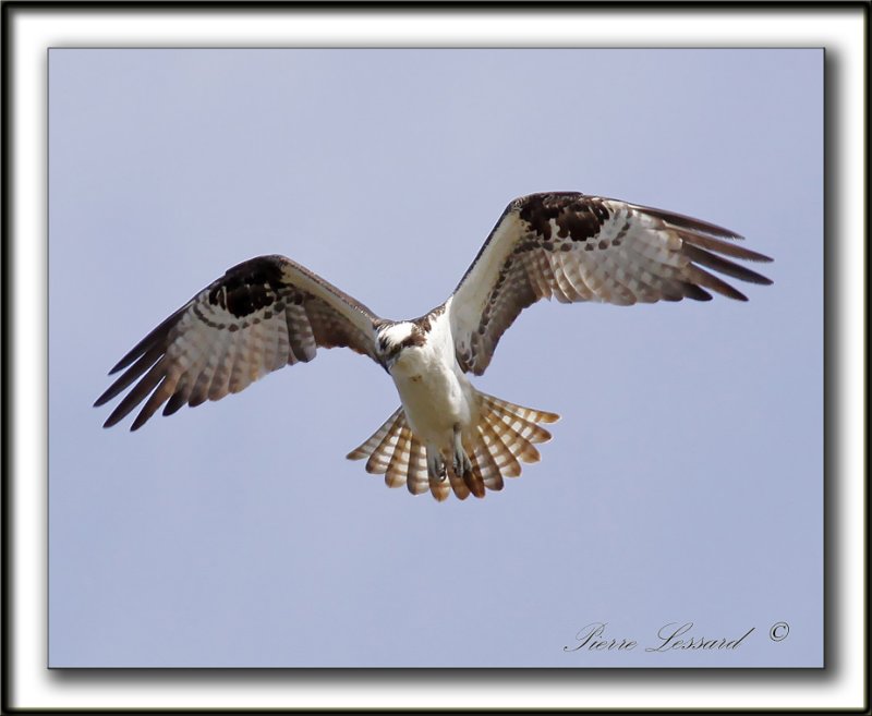 BALBUZARD  PCHEUR  /  OSPREY    _MG_1610a
