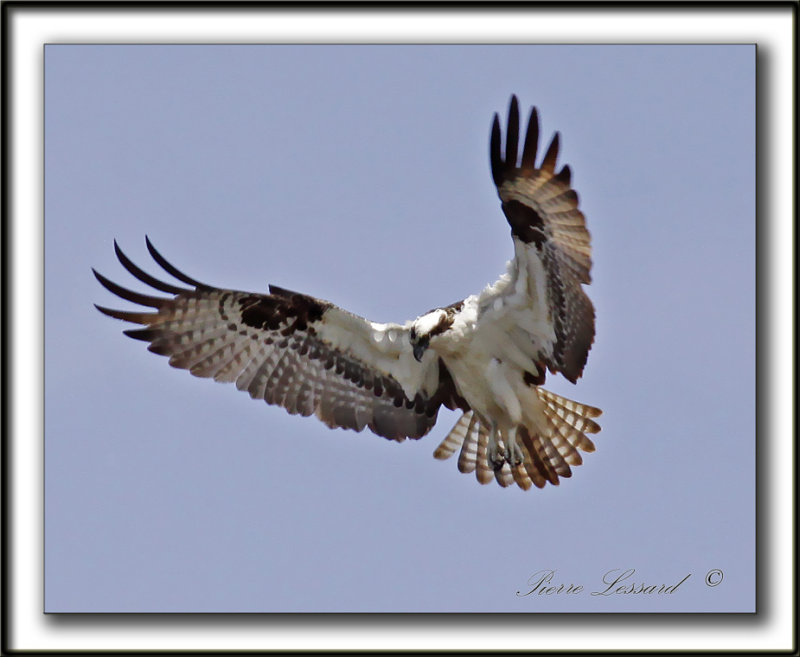 BALBUZARD  PCHEUR  /  OSPREY    _MG_1676a