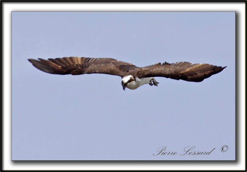 BALBUZARD  PCHEUR  /  OSPREY    _MG_1682a