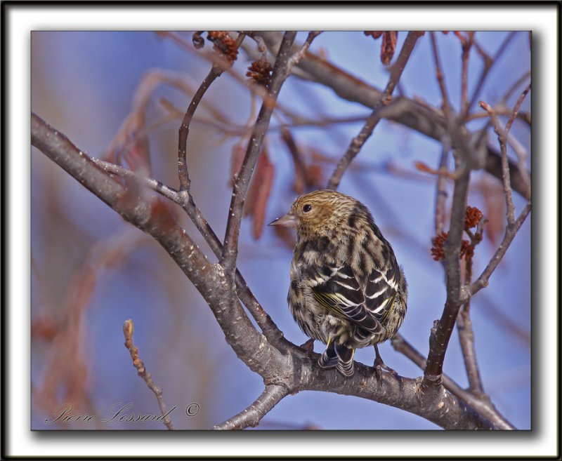 TARIN DES PINS   /  PINE SISKIN    _MG_0707 a