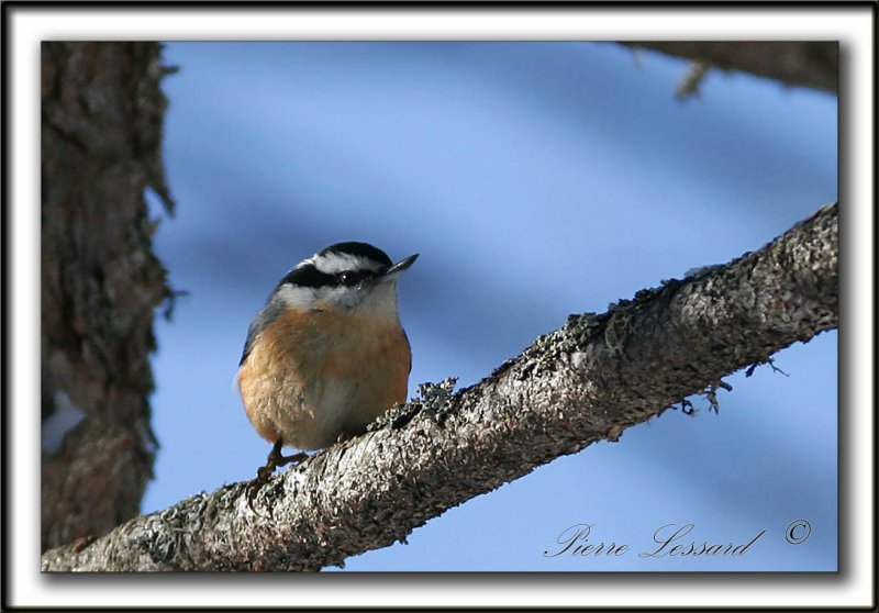 SITTELLE  POITRINE ROUSSE  /  RED-BREASTED NUTHATCH    _MG_9154 a