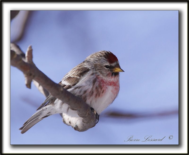  SIZERIN FLAMM  /  COMMON REDPOLL   _MG_0219 a