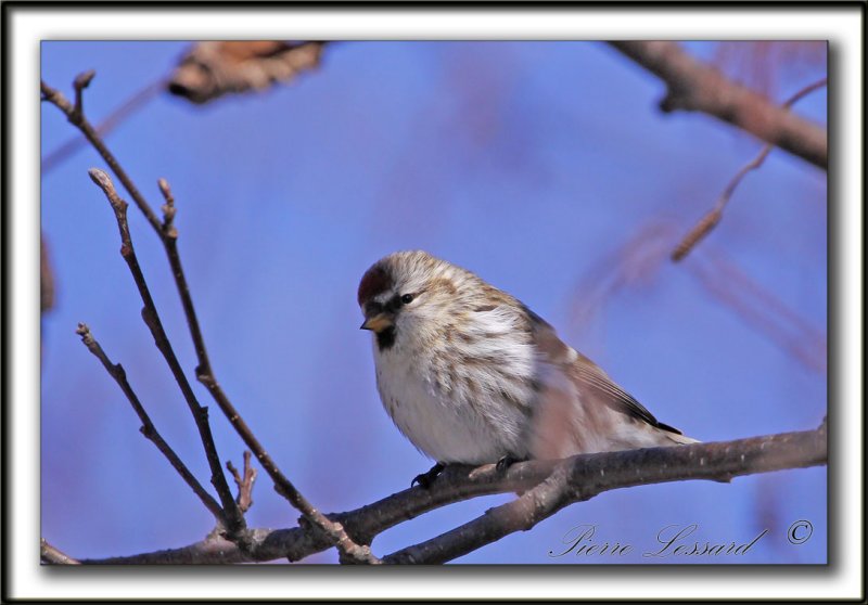 SIZERIN BLANCHTRE   /    HOARY REDPOLL   _MG_1241 a