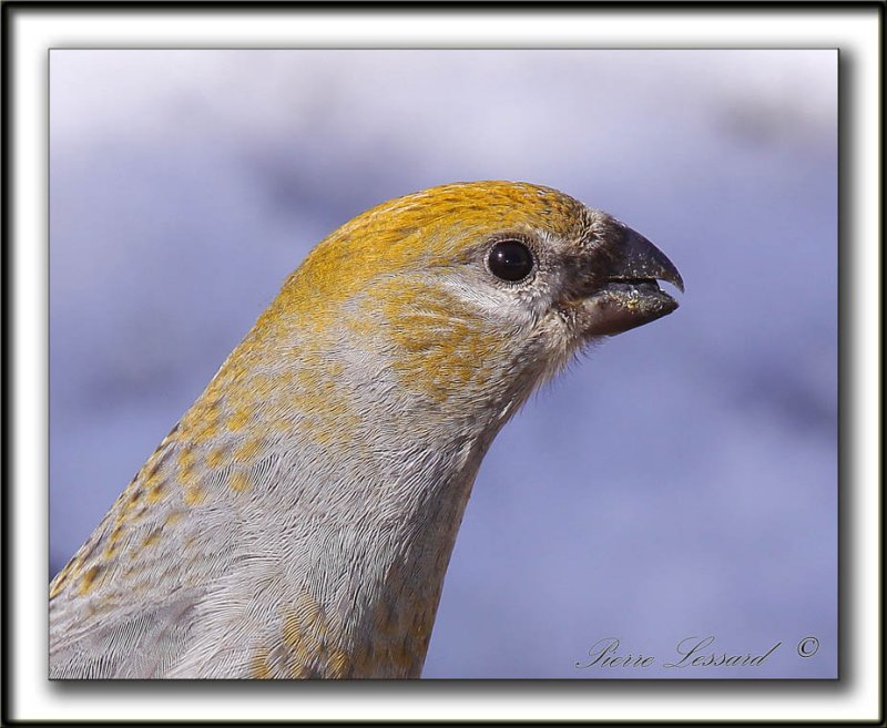 DUREBEC DES SAPINS  /  PINE GROSBEAK   _MG_0355