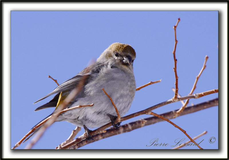 DUREBEC DES SAPINS  /  PINE GROSBEAK   _MG_1148 a