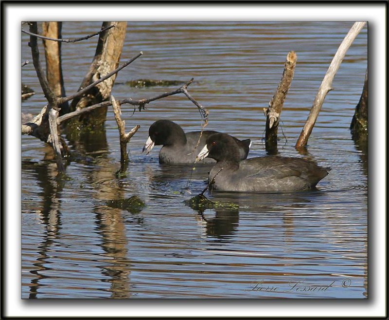 FOULQUE DAMRIQUE   /    AMERICAN COOT    IMG_6509 a