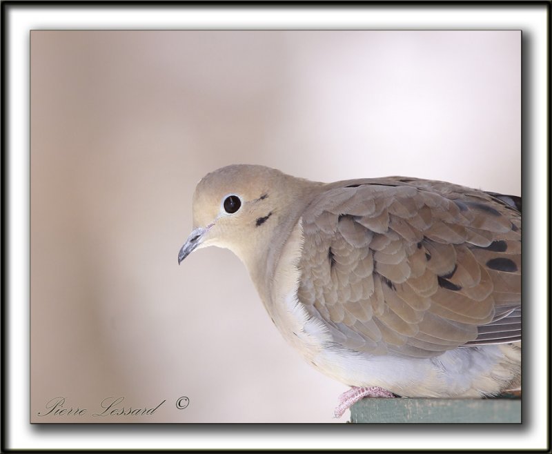 UNE BEAUT PARFAITE   -   A PERFECT ONE    /    TOURTERELLE TRISTE  -  MOURNING DOVE      _MG_8388 a