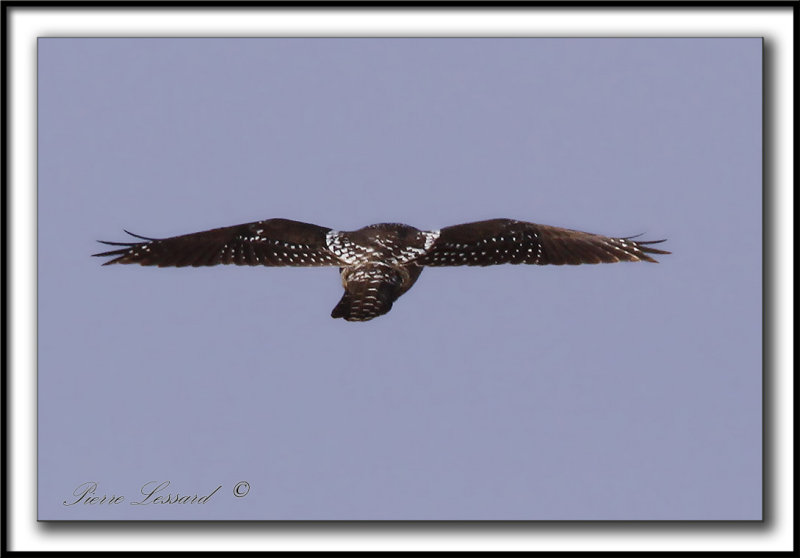 CHOUETTE PERVIRE /  NORTHERN HAWK OWL    _MG_6219 aa