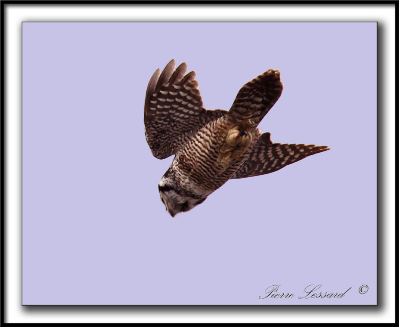 CHOUETTE PERVIRE /  NORTHERN HAWK OWL    _MG_6429 aa