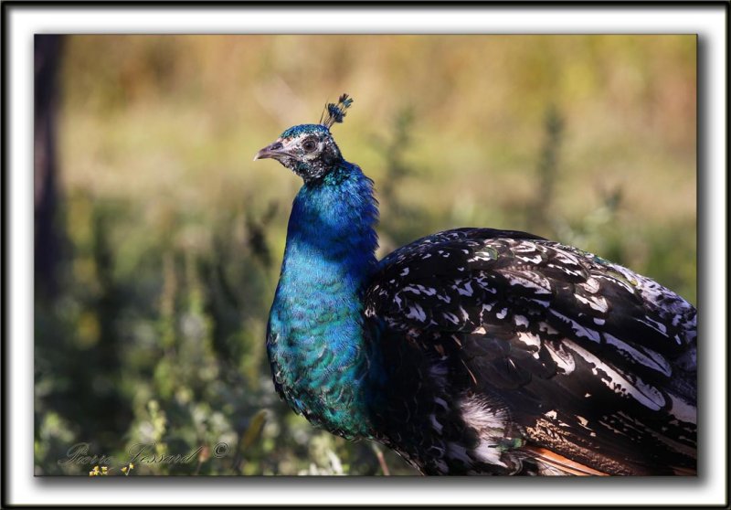  PAON BLEU ( Indien) mle /   INDIAN PEAFOWL male       _MG_4855 sa