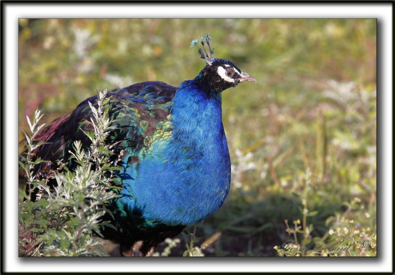   PAON BLEU ( Indien) mle /   INDIAN PEAFOWL male      _MG_4872 sa