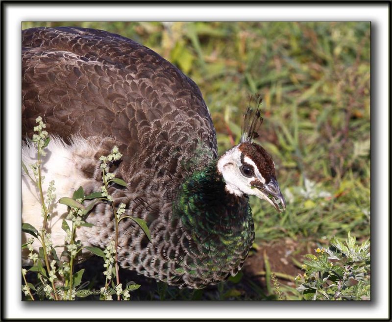   PAON BLEU ( Indien)  femelle    /   INDIAN PEAFOWL  female     _MG_4876 sa