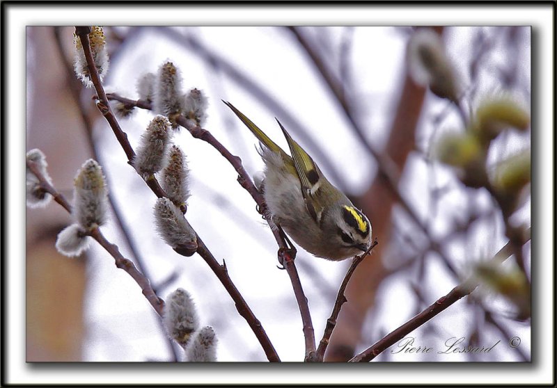 ROITELET  COURONNE DORE   /    GOLDEN-CROWNED KINGLET   -  Marais Provencher    _MG_2059 a