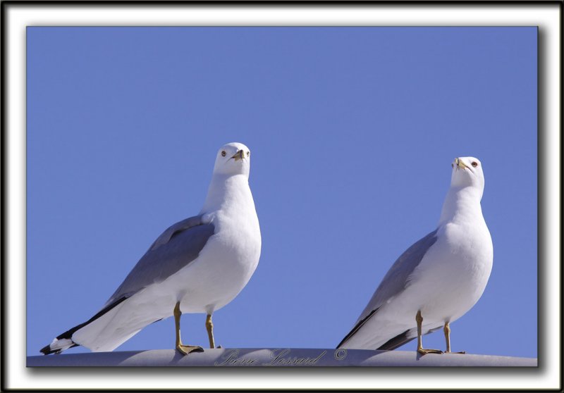 GOLAND  BEC CERCL  /  RING-BILLED GULL   -   Domaine Maizeret    _MG_1782 a