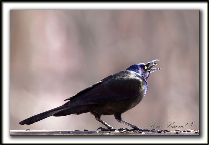 QUISCALE BRONZ  /  COMMON GRACKLE  -  Domaine Maizeret    _MG_1744 a