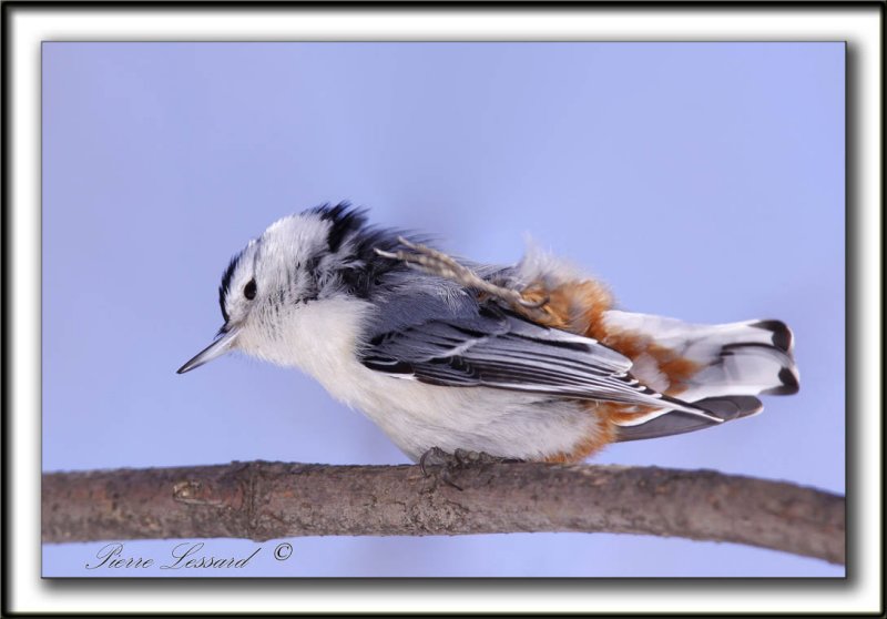 SITTELLE  POITRINE BLANCHE.  elle nous salut de sa patte   /  WHITE-BREASTED NUTCHATCH   -   Domaine Maizeret     _MG_1739 a