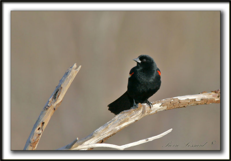 CAROUGE  PAULETTES, mle  /  RED-WINGED BLACKBIRD, male   -   Marais Provencher   _MG_7011a