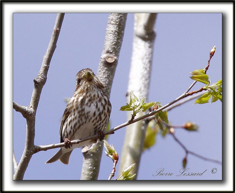 ROSELIN POURPR , femelle     /   PURPLE FINCH    _MG_3627 a  -  Marais Provencher