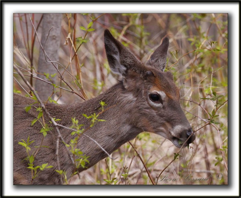 CHEVREUILLE,  CERF DE VIRGINIE    /  DEER      _MG_4075 a  -  Marais Provencher