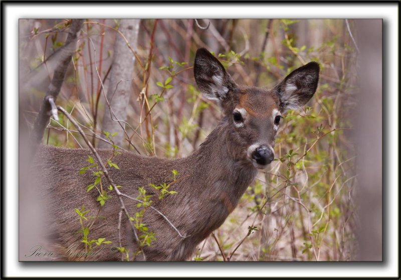 CHEVREUILLE,  CERF DE VIRGINIE    /  DEER     _MG_4077 a  -  Marais Provencher