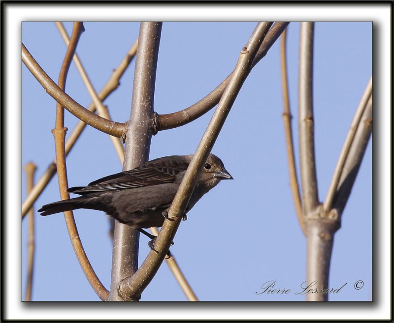  VACHER  TTE BRUNE, femelle  /   BROWN-HEADED COWBIRD, female    _MG_3287 a