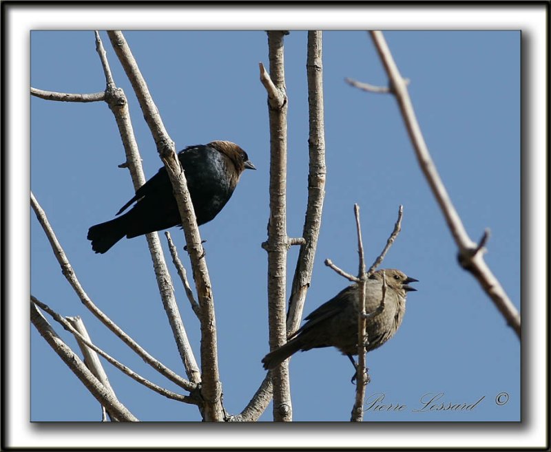  VACHER  TTE BRUNE   /   BROWN-HEADED COWBIRD    _MG_9667aaa
