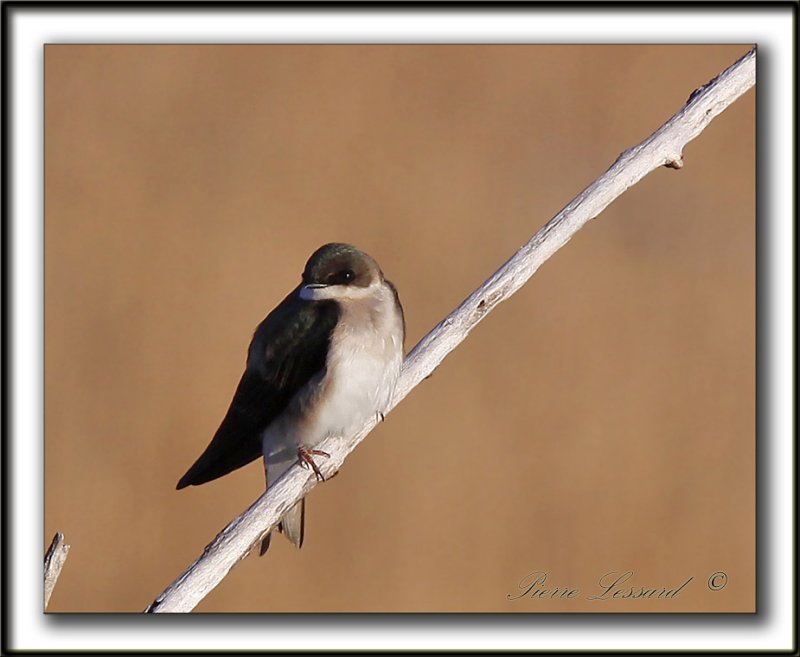 HIRONDELLE  AILES HRISSES   /    NORTHERN ROUGH-WINGED SWALLOW     _MG_3247 a