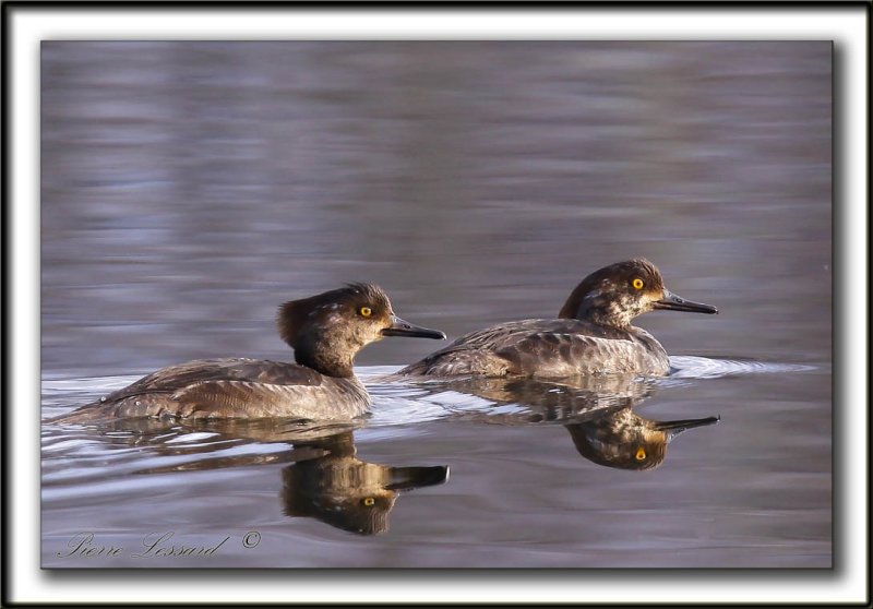 HARLE COURONN, jeune mle  /  HOODED MERGANSER, male immature    _MG_2620 a  -  Base de plein air Ste-Foy