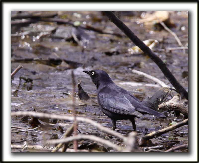 QUISCALE ROUILLEUX -  RUSTY BLACKBIRD    _MG_2978 a   -  Marais Provencher