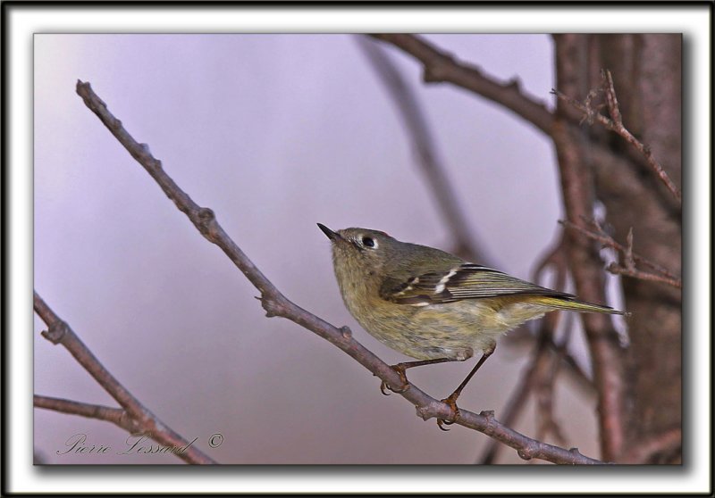 ROITELET  COURONNE RUBIS   /   RUBY-CROWNED  KINGLET    _MG_3190 a