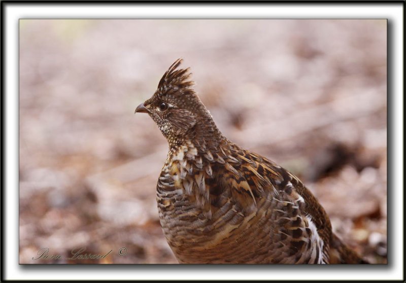 GLINOTTE HUPPE,  ( Perdrix )   /    RUFFED GROUSE    _MG_4379 a