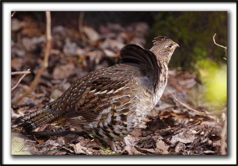 GLINOTTE HUPPE,  ( Perdrix )   /    RUFFED GROUSE    _MG_4604 a