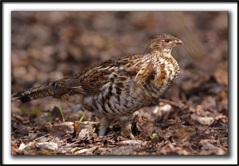 GLINOTTE HUPPE,  ( Perdrix )   /    RUFFED GROUSE    _MG_4656 a