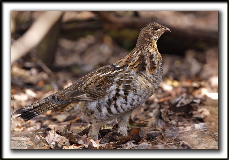 GLINOTTE HUPPE,  ( Perdrix )   /    RUFFED GROUSE    _MG_4663 a