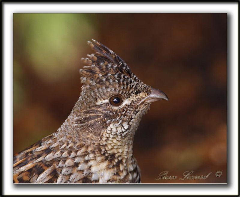 GLINOTTE HUPPE,  ( Perdrix )   /    RUFFED GROUSE    _MG_4341 a
