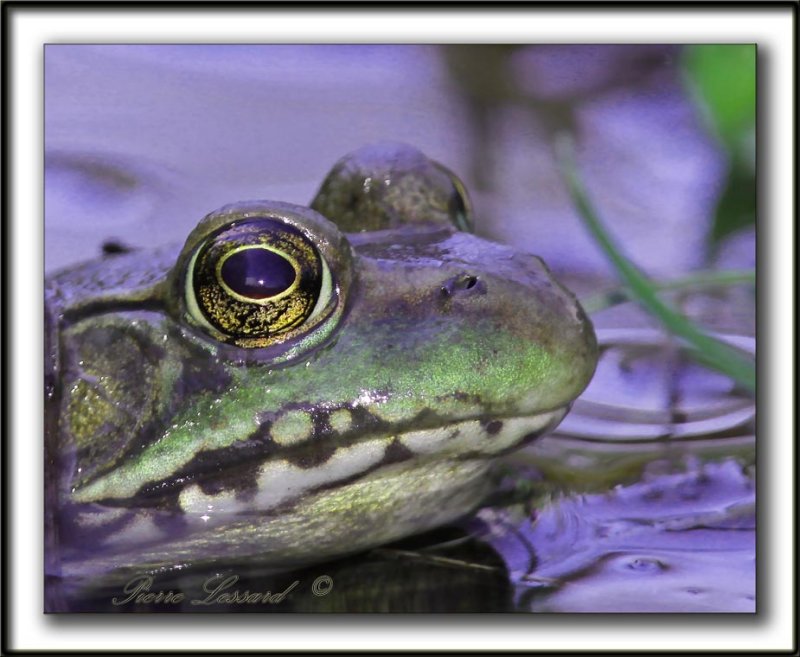 GRENOUILLE  /  FROG    _MG_5145 a