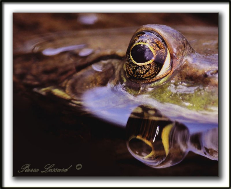 GRENOUILLE  /  FROG    _MG_5116 a