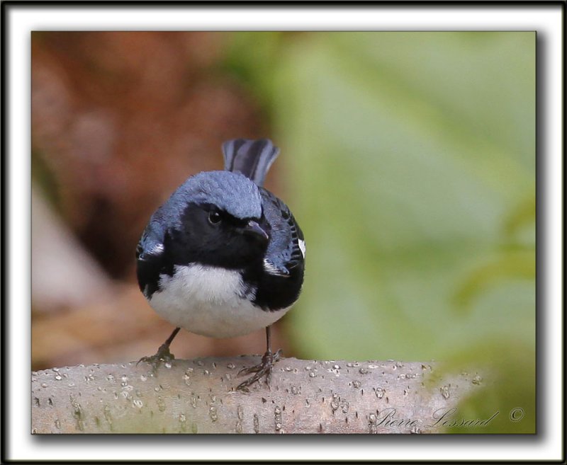PARULINE BLEUE  /  BLACK-THROATED BLUE WARBLER    _MG_6187 a