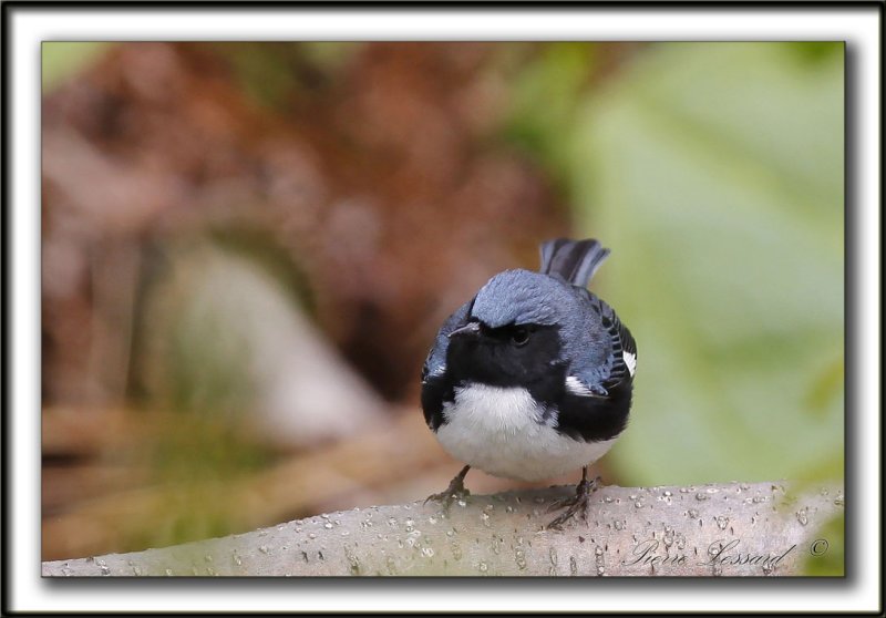 PARULINE BLEUE  /  BLACK-THROATED BLUE WARBLER    _MG_6189 a