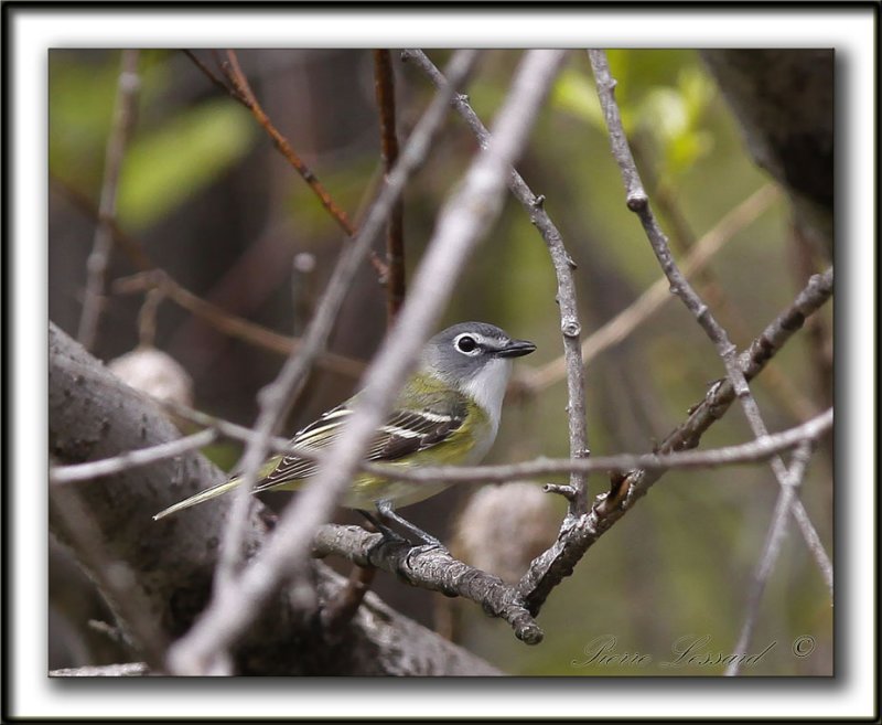 VIRO  TTE BLEUE    /    SOLITARY VIREO    _MG_6720 a