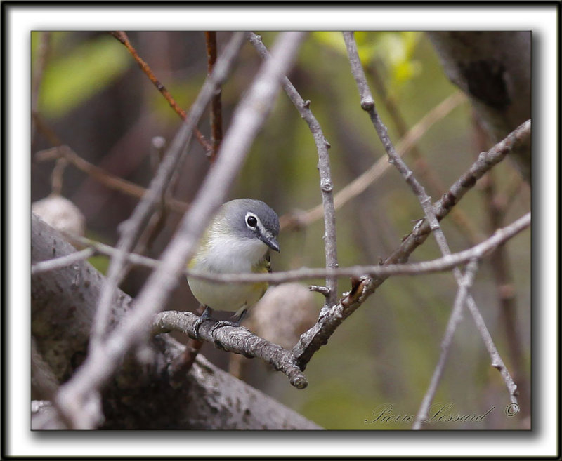 VIRO  TTE BLEUE    /    SOLITARY VIREO    _MG_6730 a